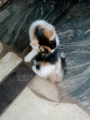 1-3 months Female Purebred American Shorthair