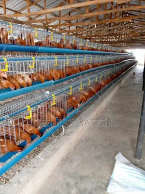 New Fabricated Local Battery Cages and Imported