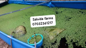 Azolla Protein Substitute