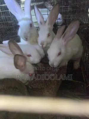 Hyla Max Rabbit