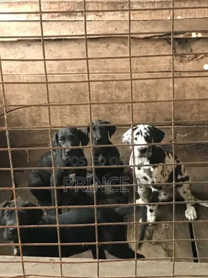 1-3 months Male Purebred Great Dane
