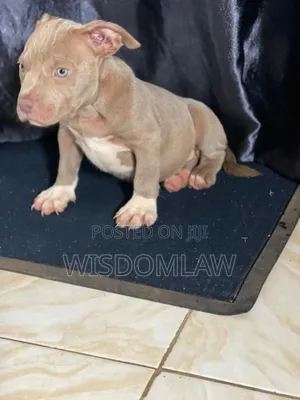 1-3 months Female Purebred American Bully