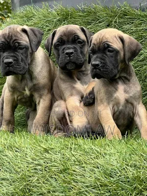 1-3 months Female Purebred Bullmastiff