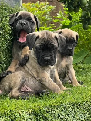 1-3 months Male Purebred Bullmastiff