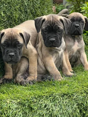 1-3 months Female Purebred Bullmastiff