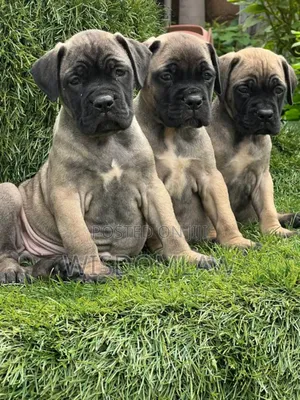 1-3 months Female Purebred Bullmastiff