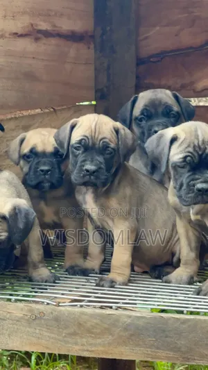 1-3 months Male Purebred Bullmastiff