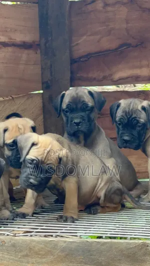 1-3 months Male Purebred Bullmastiff