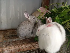 Rabbit for Sell