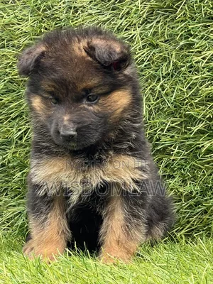 1-3 months Male Purebred German Shepherd