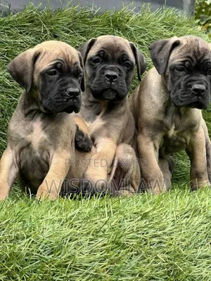 1-3 months Female Purebred Bullmastiff