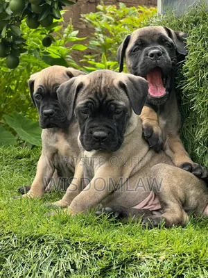 1-3 months Male Purebred Bullmastiff