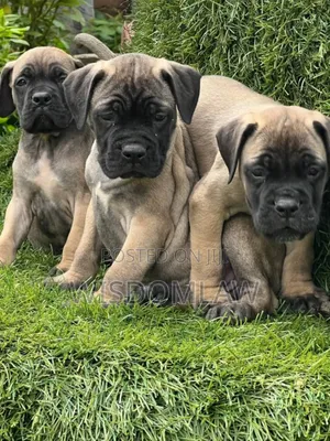 1-3 months Female Purebred Bullmastiff