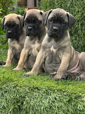 1-3 months Male Purebred Bullmastiff