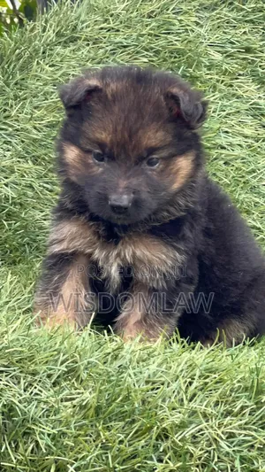 1-3 months Male Purebred German Shepherd