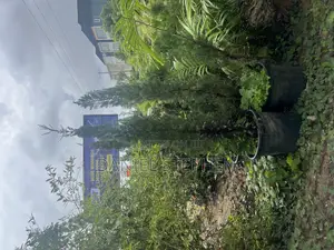 7 Feet Cypress
