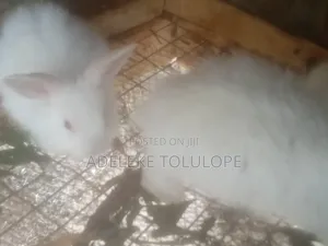 Exotic Pure Angora Weaners/ Fast Growing Hyla Weaners