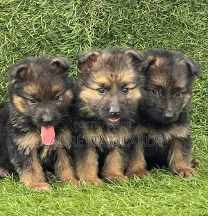 1-3 months Female Purebred German Shepherd