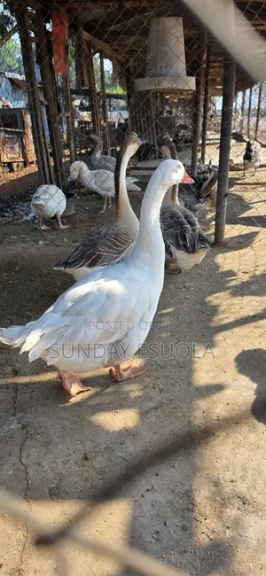 Geese Water Fowl Birds