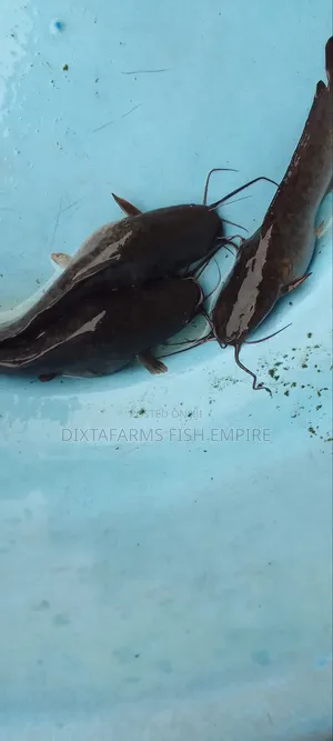 Super Jumbo Sized Catfish Available for Sale at Dixta Farms Uyo