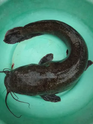 Table Sized Catfish 1kg Plus Available for Sale at Dixta Farms Uyo