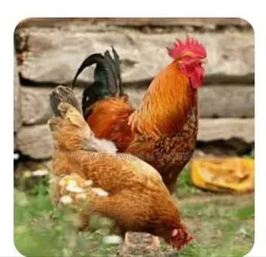 Local Chicken of Different Sizes