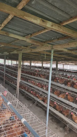 Poultry Attendance Needed