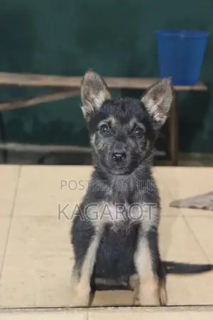 1-3 months Male Purebred German Shepherd