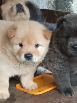 1-3 months Female Purebred Chow Chow