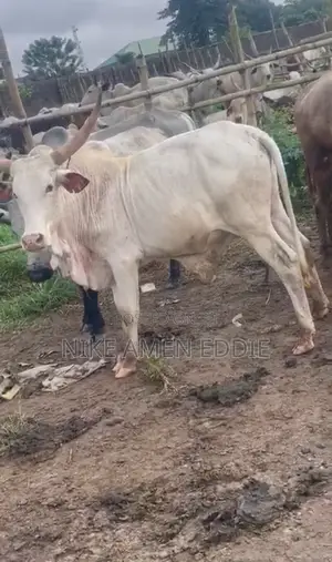 Healthy, Well-Fed Cattle for Sale.
