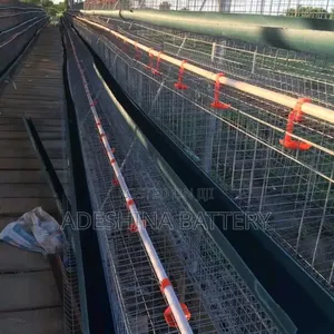 Battery Cages Is for Sell in Bulk