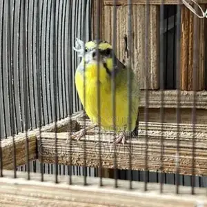 Kaneri Bird