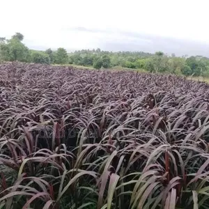 Australian Red Napier Cuttings