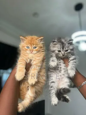 1-3 months Male Purebred Persian