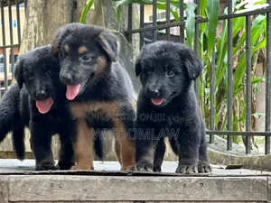 1-3 months Female Purebred German Shepherd