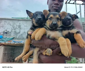 1-3 months Male Purebred German Shepherd