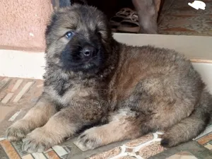 1-3 months Female Purebred Caucasian Shepherd