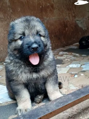 1-3 months Male Purebred Caucasian Shepherd