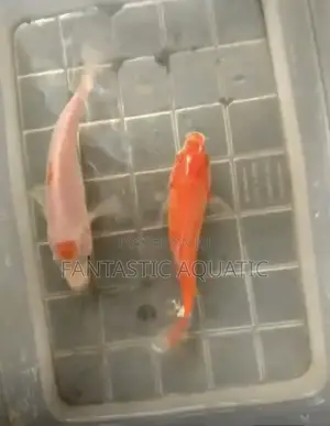 Koi Fishes 10cm
