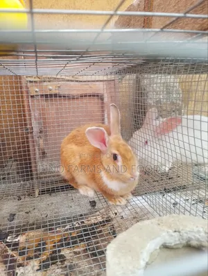 Rabbits Hybrids