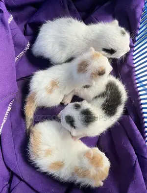 0-1 month Male Purebred Exotic