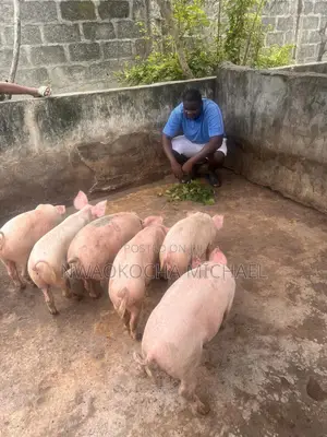 Start Your Pig Farming Journey With Expert Consultation