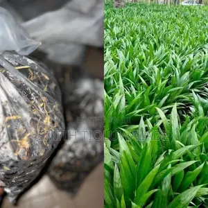 Hybrid Oil Palm Seedlings