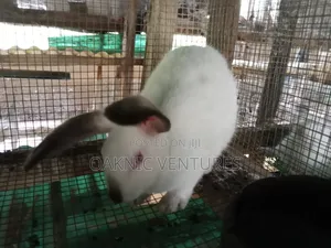 Rabbits Breeding