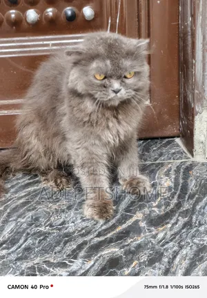6-12 months Male Purebred Scottish Fold
