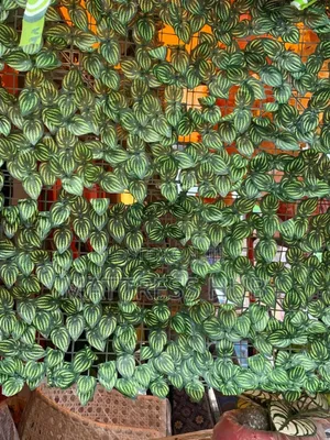 Beautiful Fence Mat