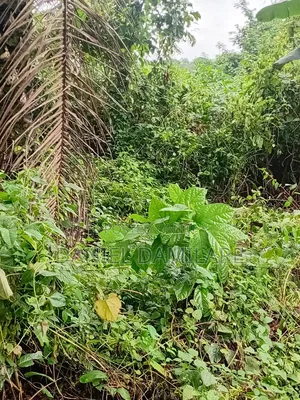 3 Acres of Land for Sal at Osainu Village. Akufo