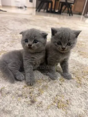 1-3 months Female Purebred Scottish Fold