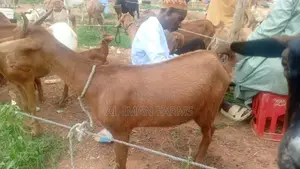 Sokoto Red Goat /Maradi