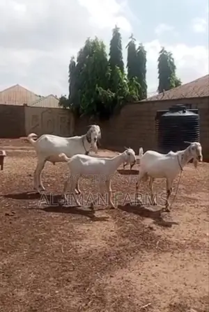 White/Coloured Sahelien Goat